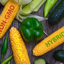 vrazkata s gmo carevicata i propusklivite cherva